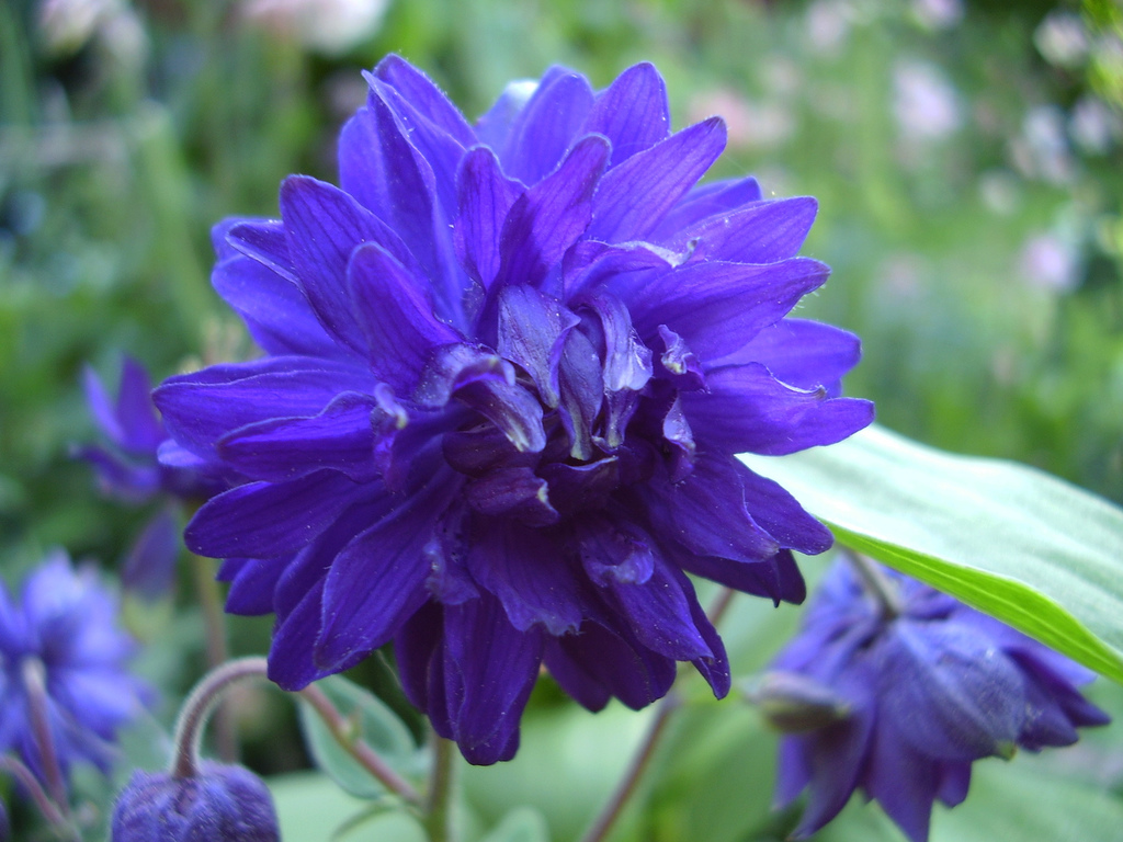 aquilegia+clementine+double+blue+full.jpg