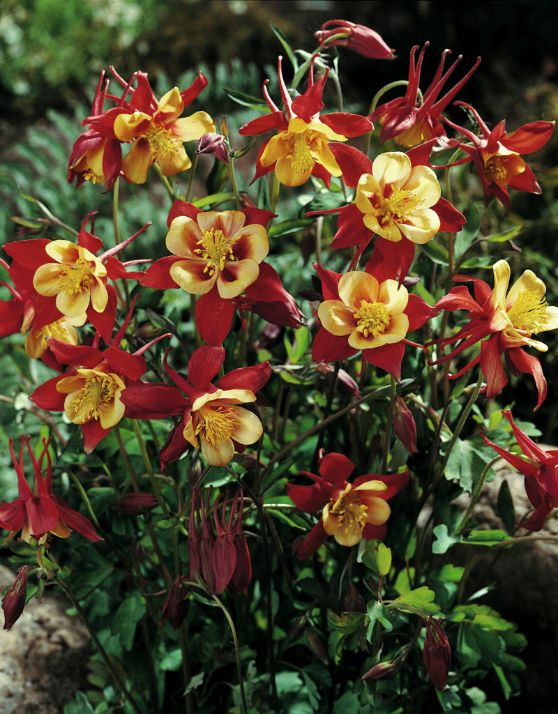 Aquilegia-Crimson-Star_2609_1280_1280.jpg