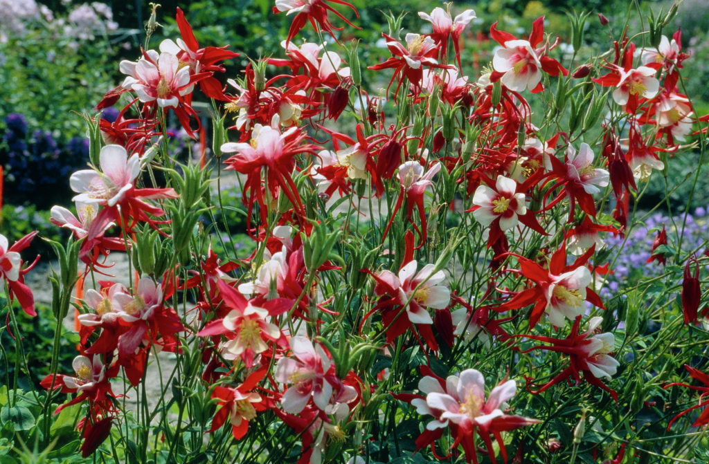 Aquilegia-Crimson-Star_32687_1280_1280.jpg