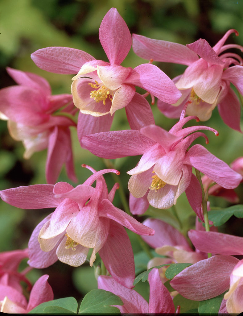 Aquilegia-flabellata_2673_1280_1280.jpg