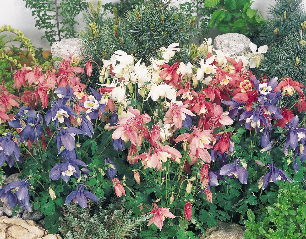 aquilegia-hybrida-spring-magic-mix-b3820-1.jpg