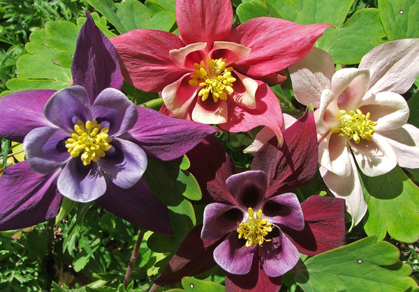 aquilegia-hybrids.jpg