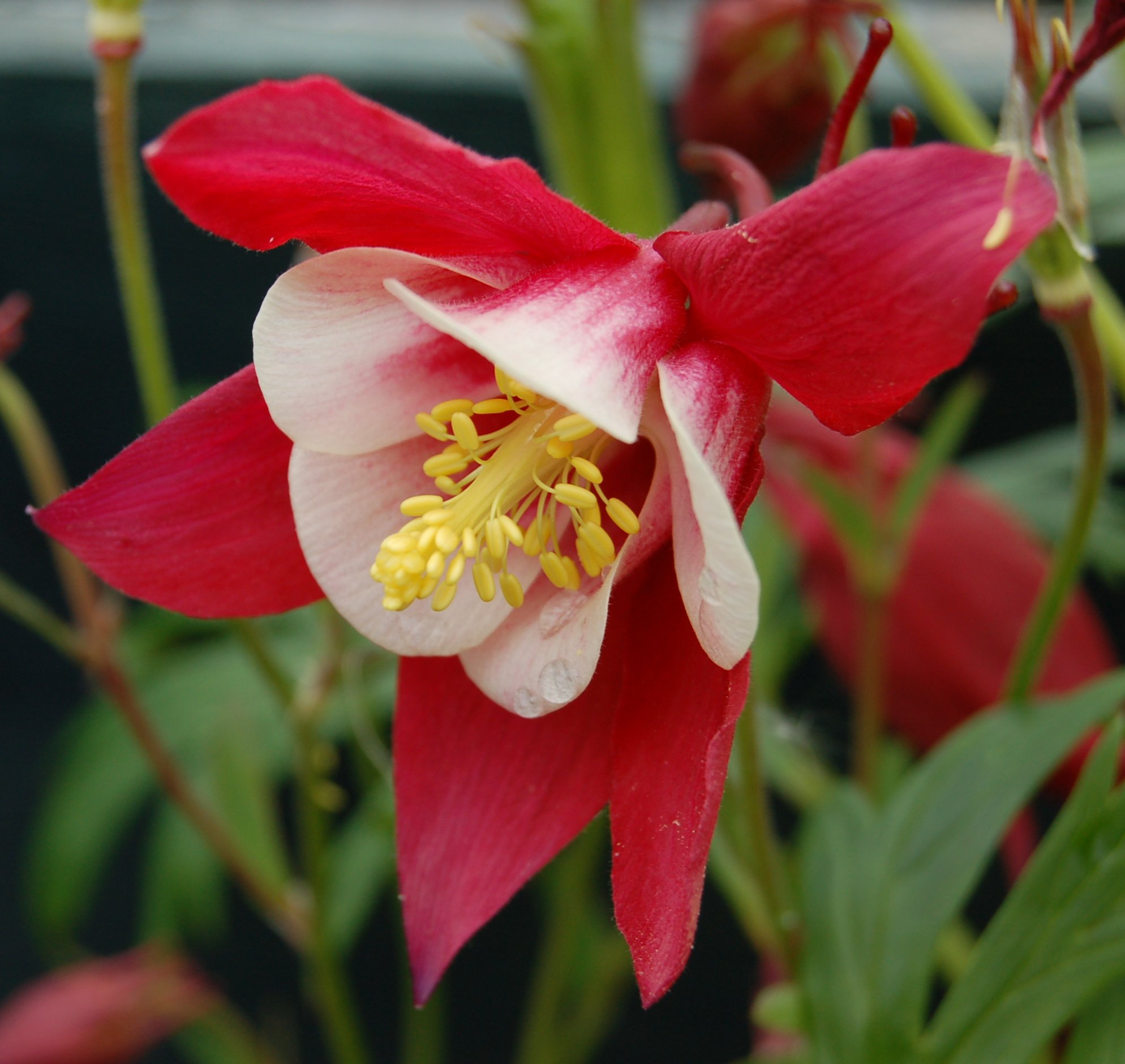 Aquilegia Songbird Cardinal.jpg