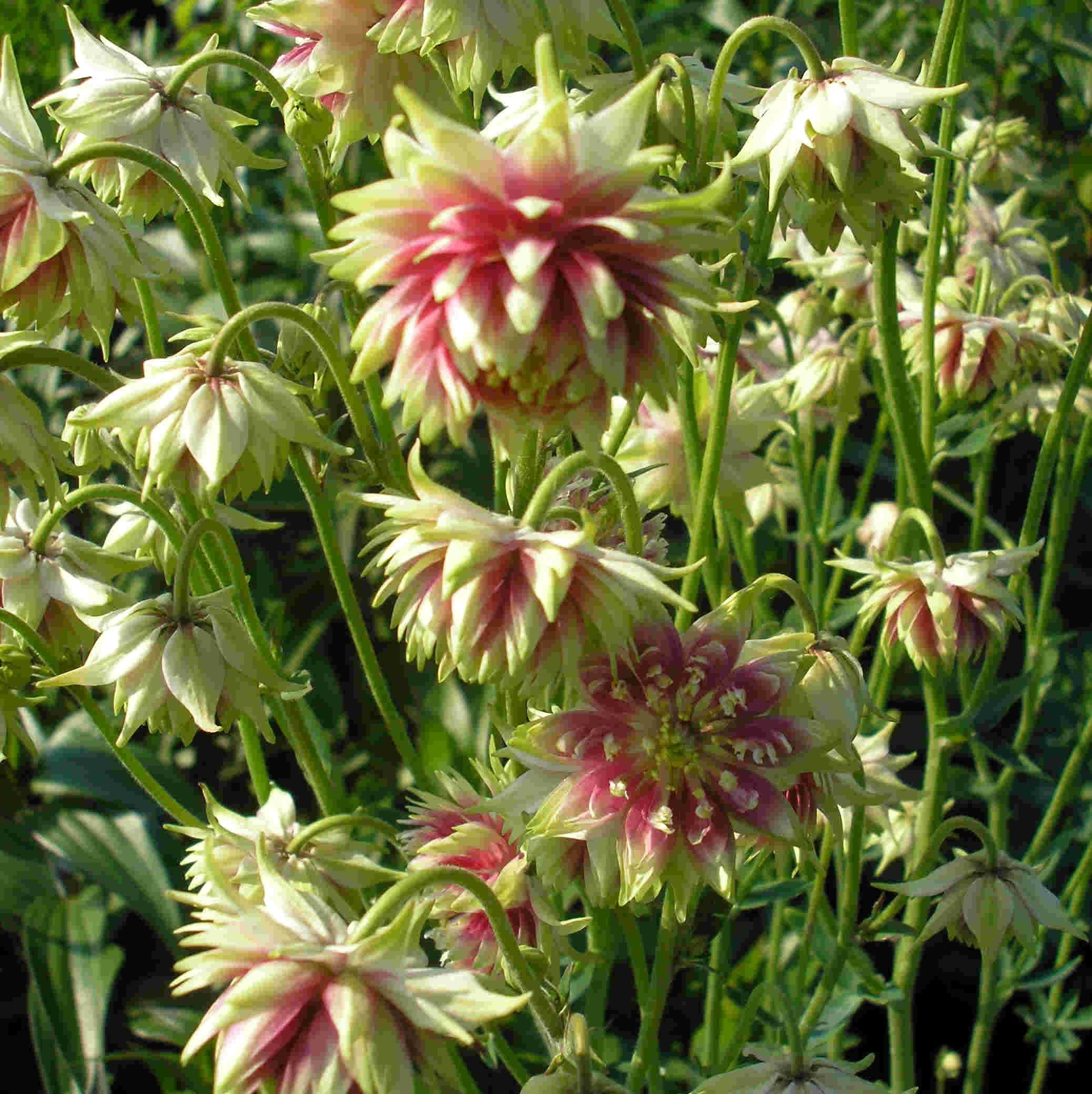 AQUILEGIA VULGARIS NORA BARLOW 1.JPG