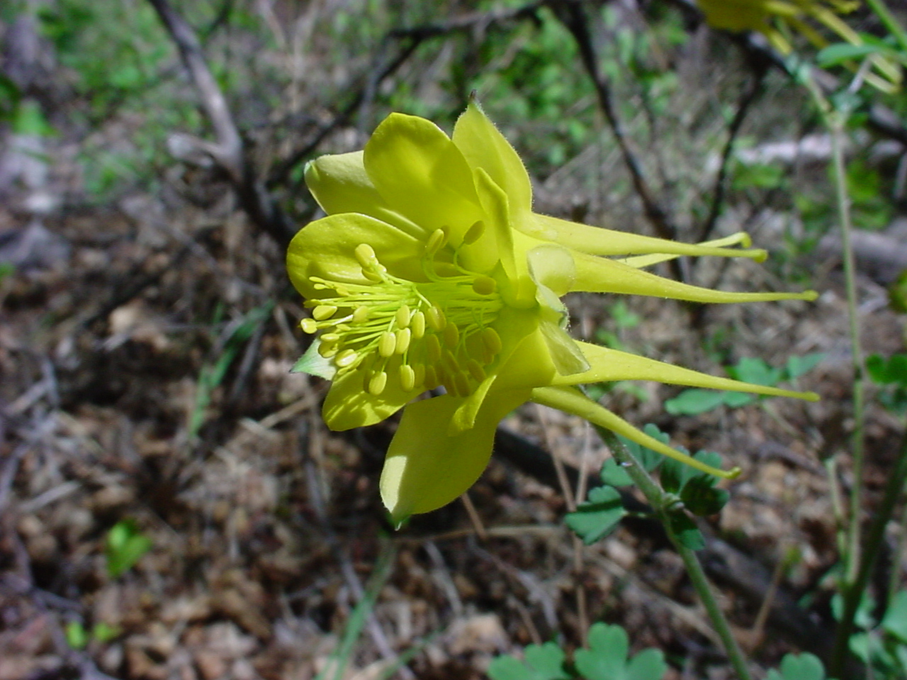 aquilegia_chrysantha.jpg