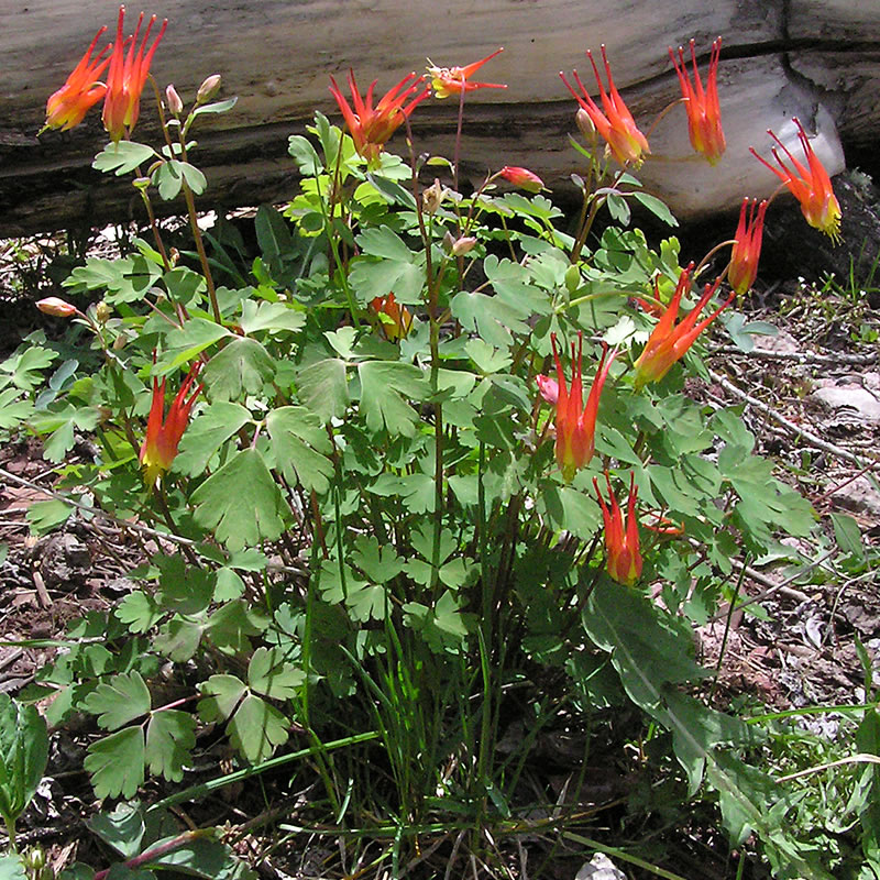 aquilegia_elegantula_plant_schneider_lg.jpg