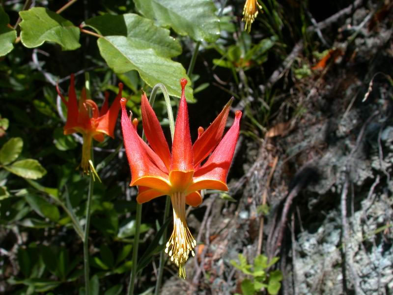 aquilegia_eximia_bkelly_lg.jpg