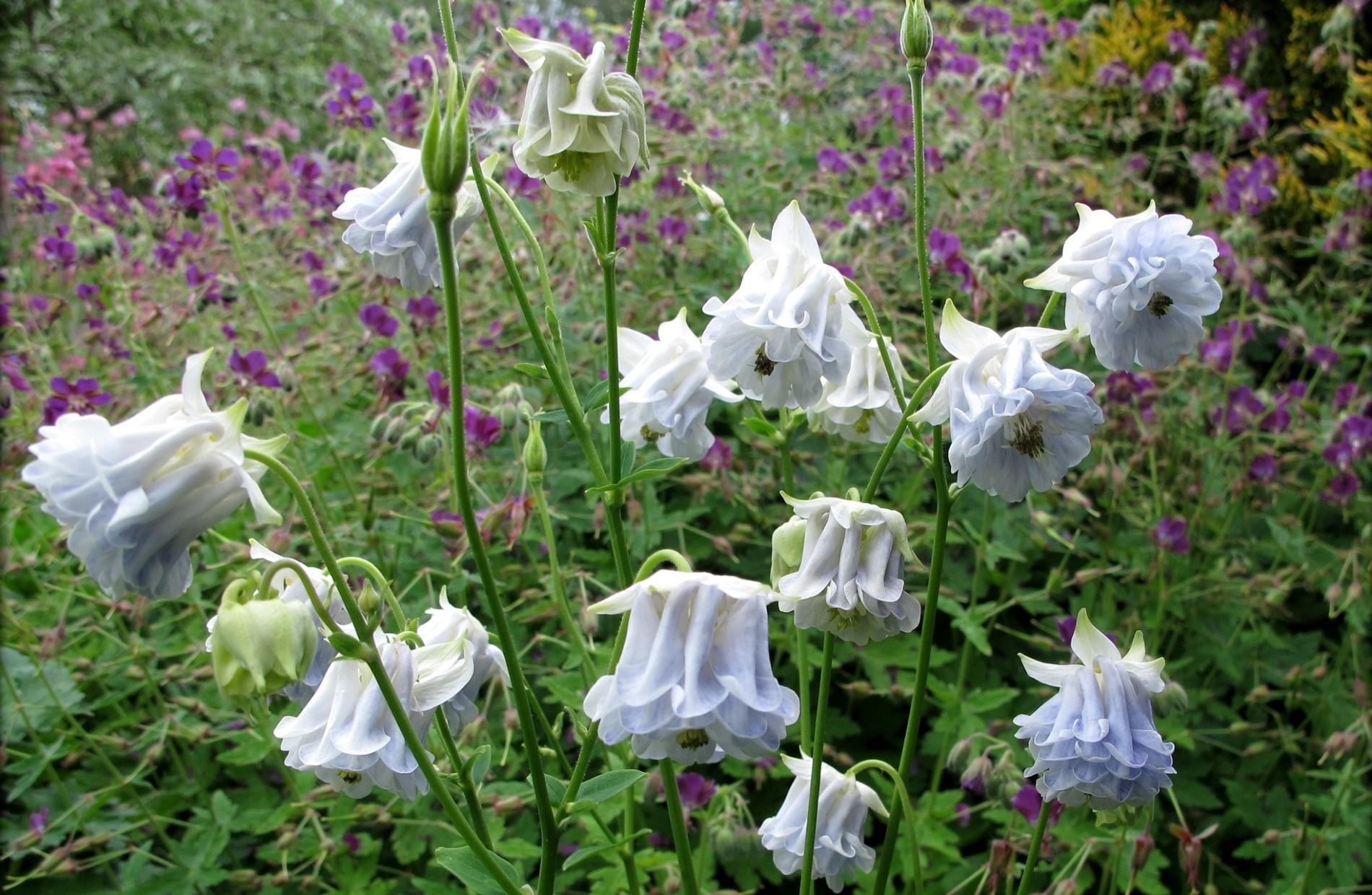 aquilegia_flowers_stems_foliage_52727_1900x1240.jpg