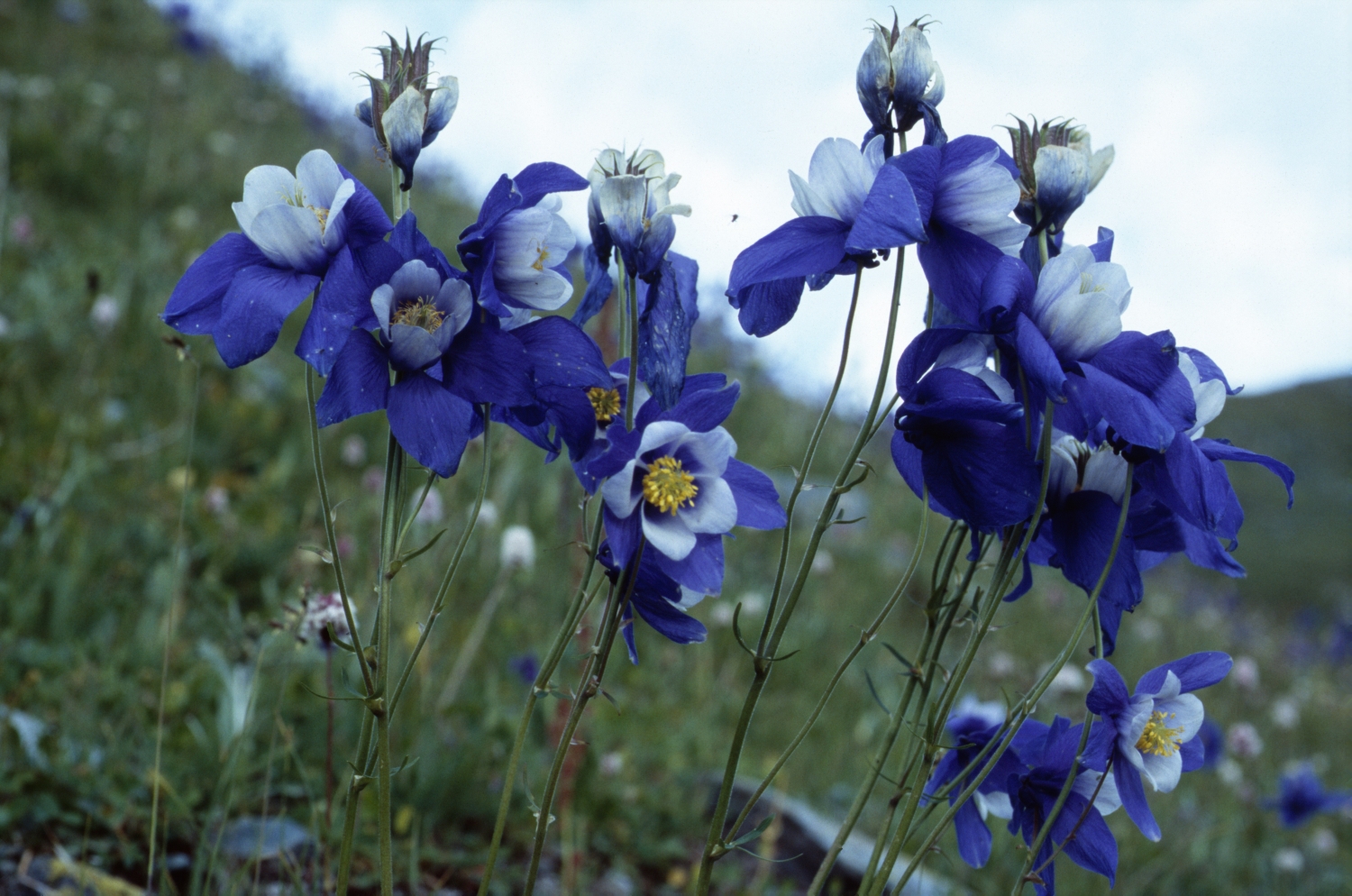 Aquilegia_glandulosa__2005_08_03_017_RU_Altai__KatunskiyZapovednik_N_of_LakeTalmenje_2400m.jpg