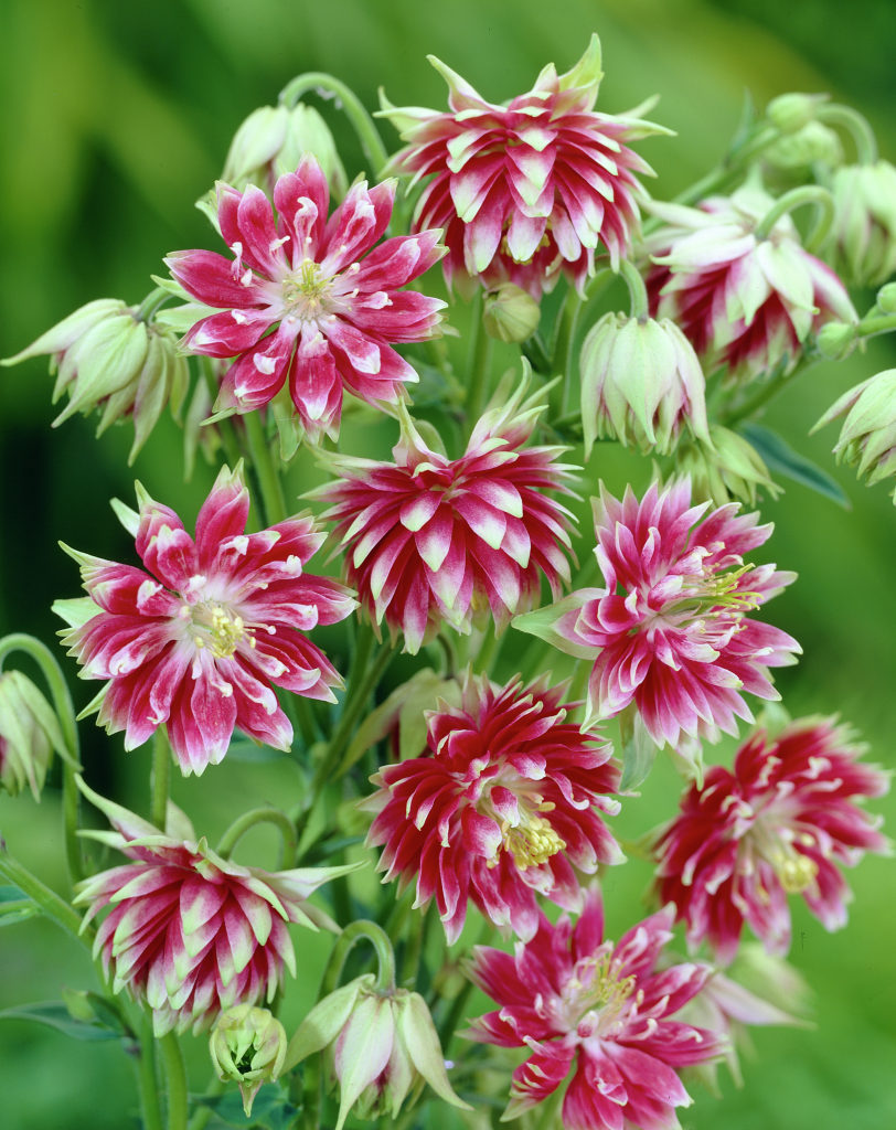 Aquilegia_vulgaris_Nora_Barlow_20849_14240_1280_1280.jpg