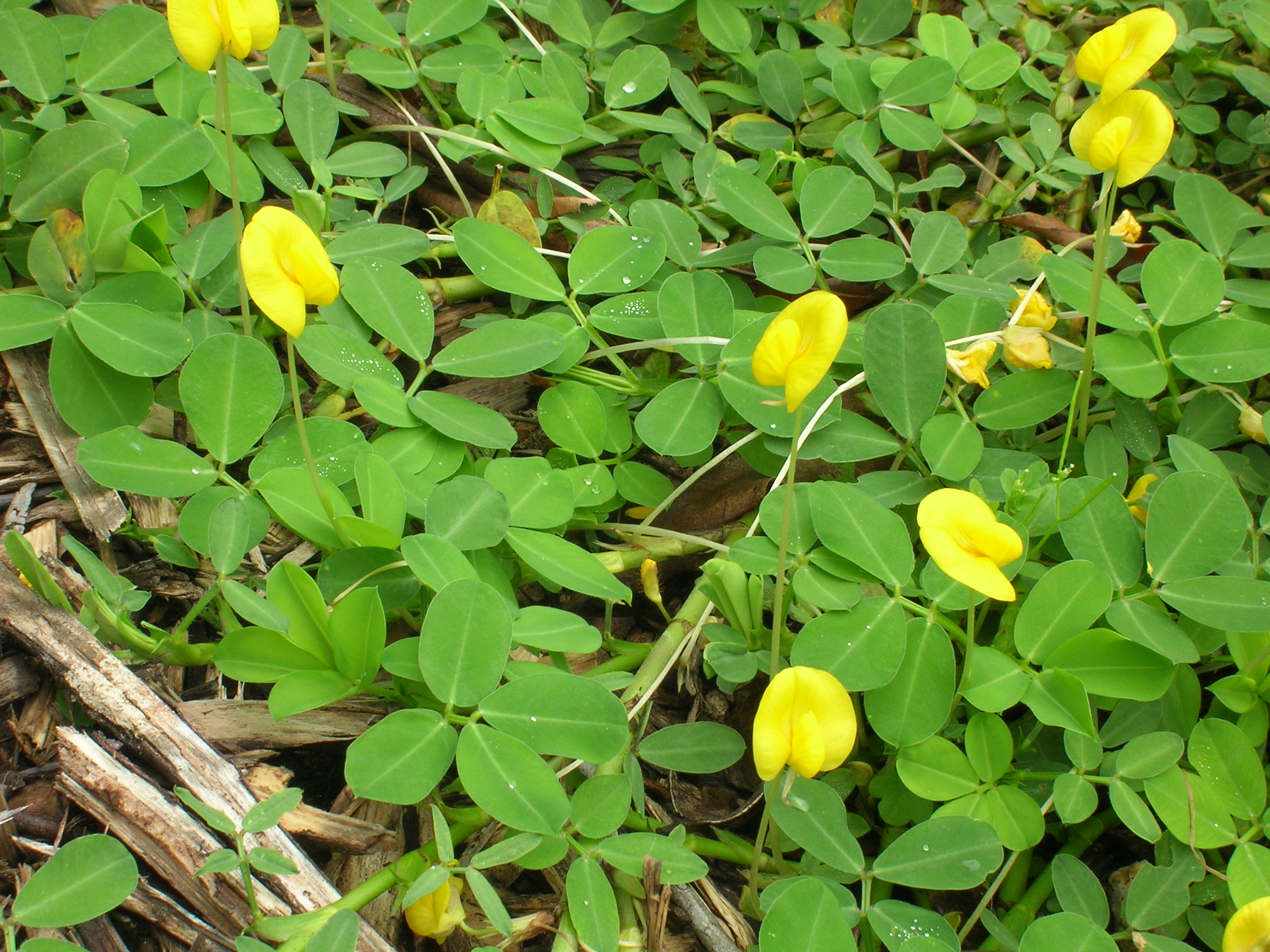 Arachis-pintoi-Perennial-Peanut4.jpg