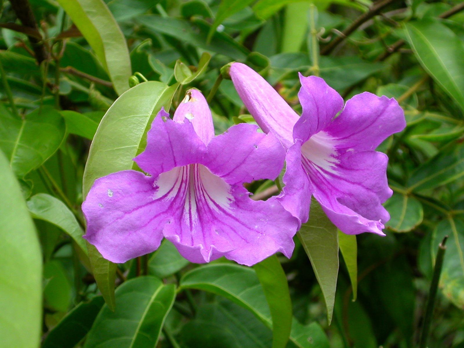 Argentina-578-Flowers-in-Rain-Forest.jpg