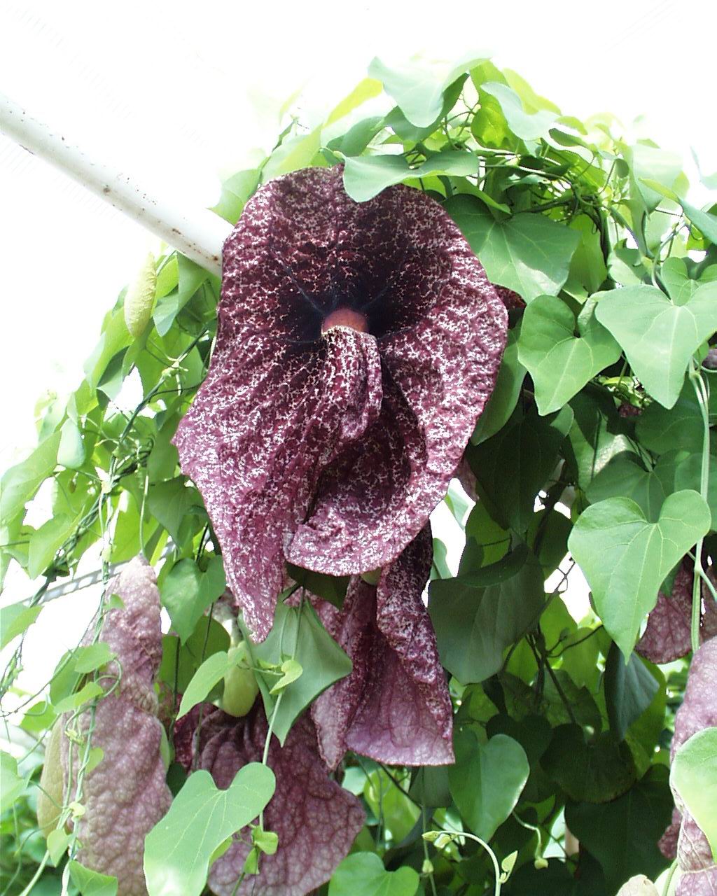 Aristolochia Grandiflora (Dutchman's Pipe).jpg