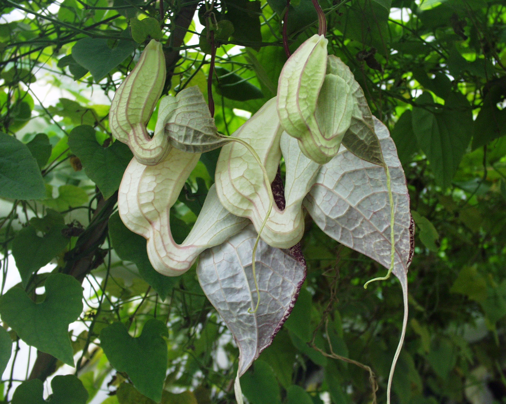 aristolochia_grandiflora_2.jpg