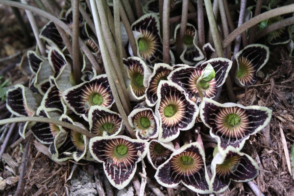 asarum-speciosum-woodlanders-select-flowers-closeup.i-3566.s-62935.r-02.jpg