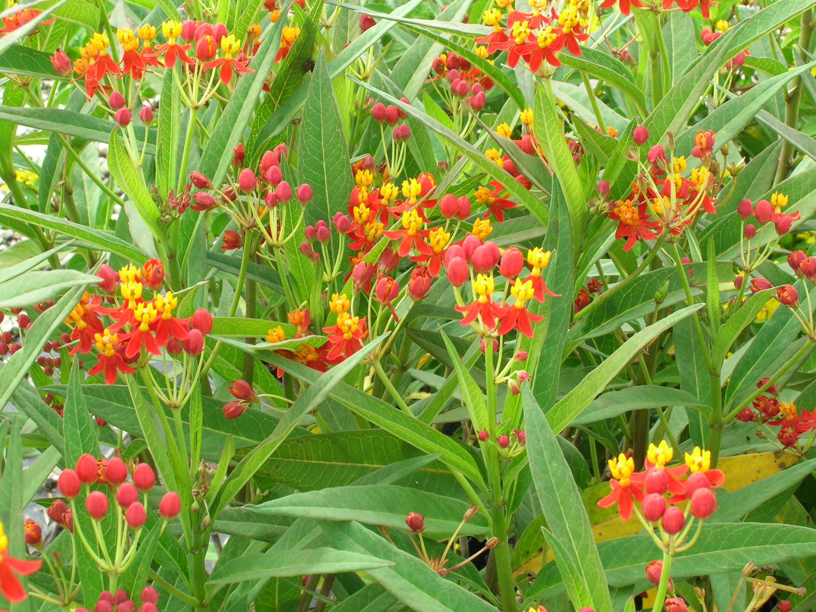 Asclepias-curassivica-Mexican-Milkweed.jpg