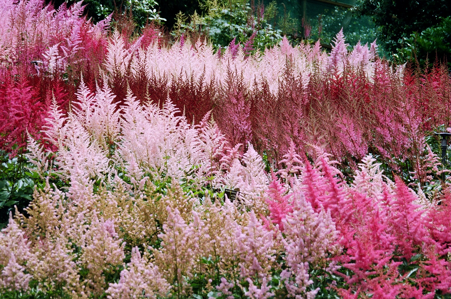 Astilbe+arensii+Astary+1+full.jpg