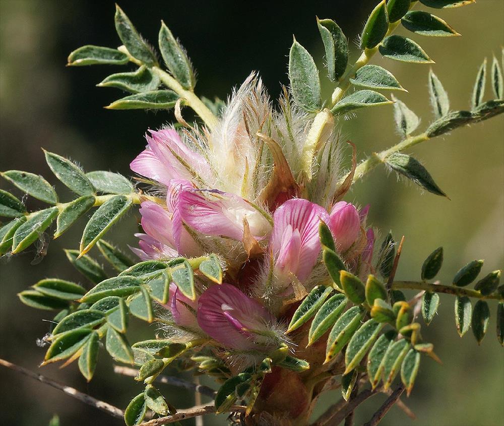 Astracantha thracica subsp cyllenea -1482-1.JPG