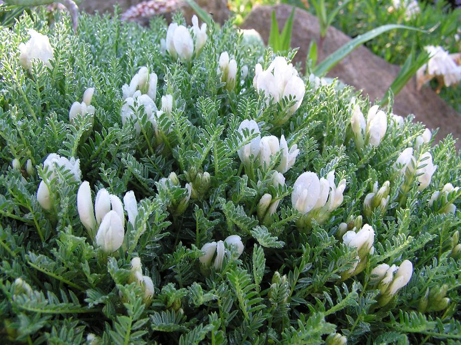 Astragalus angustifolius.JPG