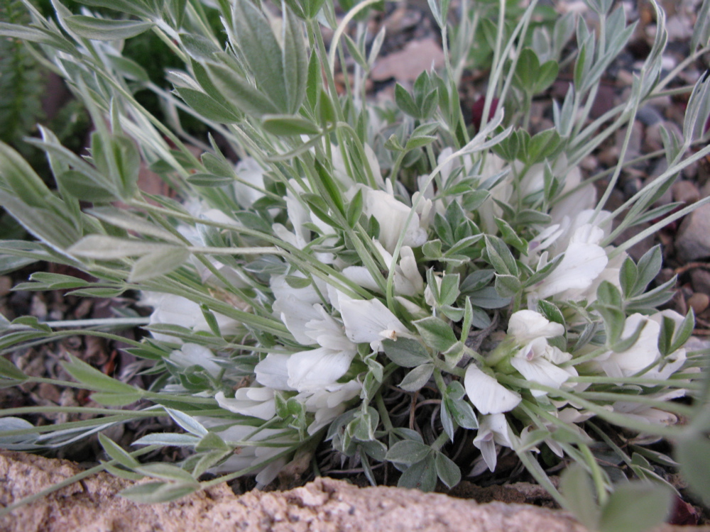 astragalus gilviflorus  IMG_5104.JPG