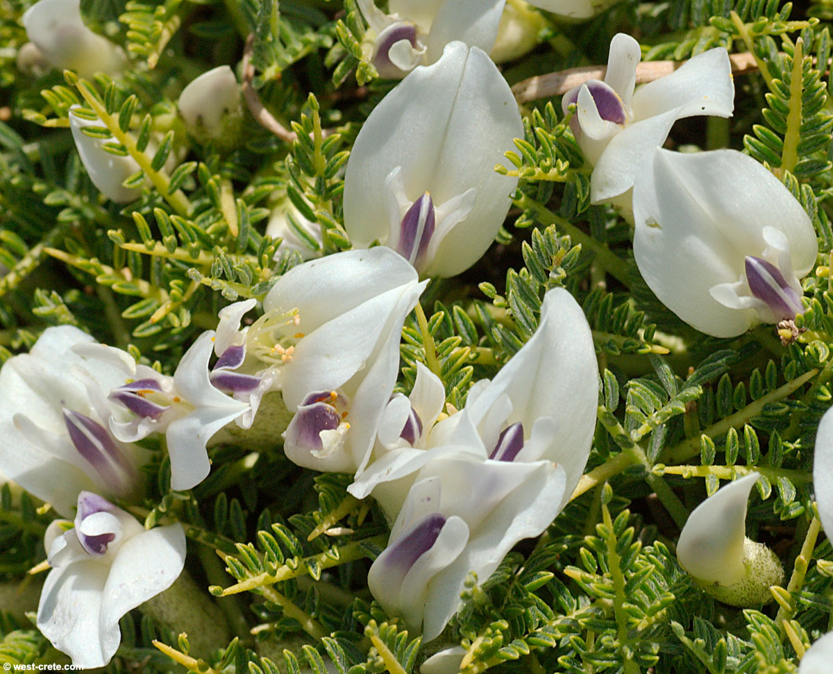 astragalus_angustifolius-3large.jpg