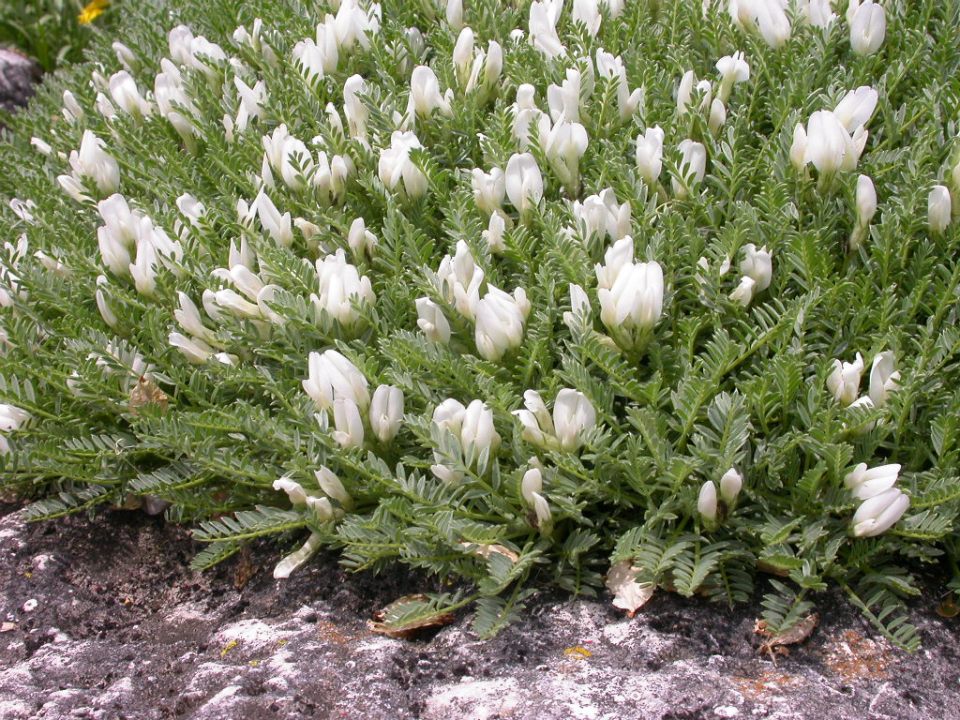 Astragalus_angustifolius__A043__02.jpg