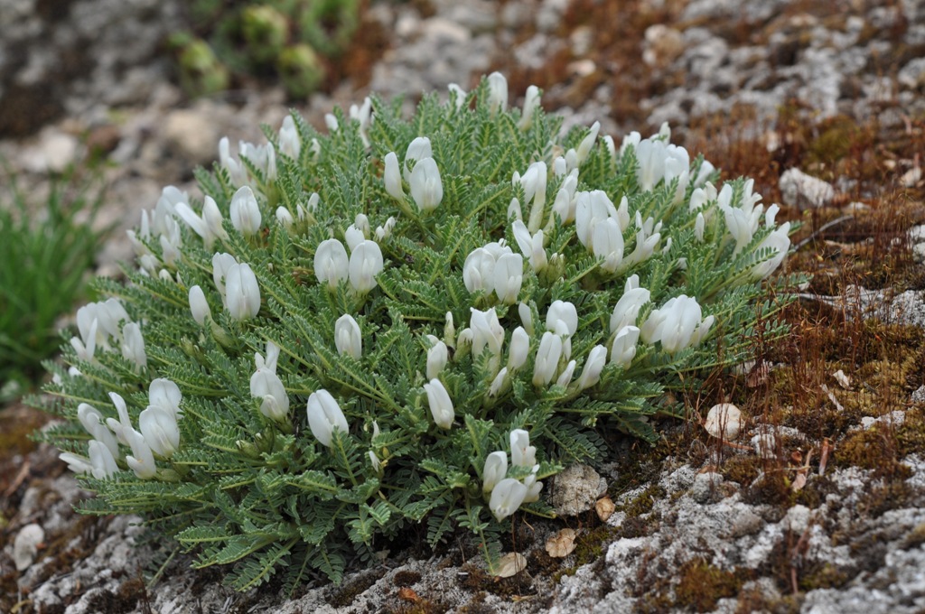 Astragalus_angustifolius__A043__08.jpg