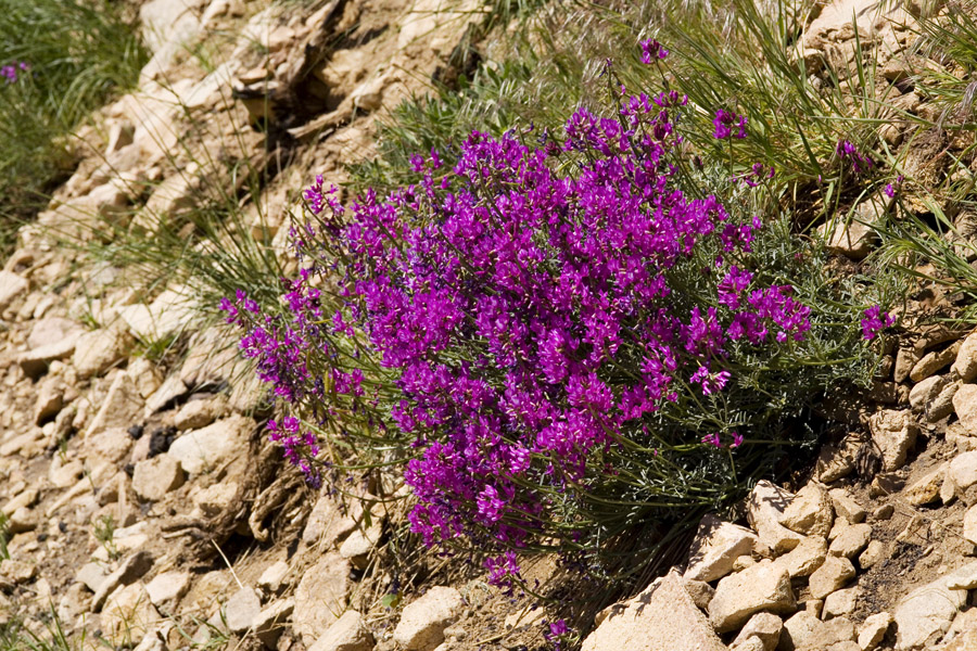 Astragalus_col-moa_31May10_6168.jpg