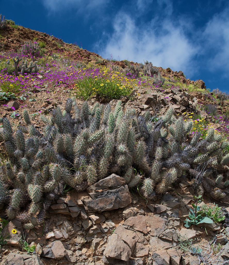 atacama-019.jpg