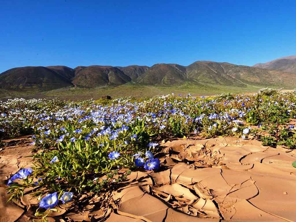 Atacama-Desert-Chile.jpg