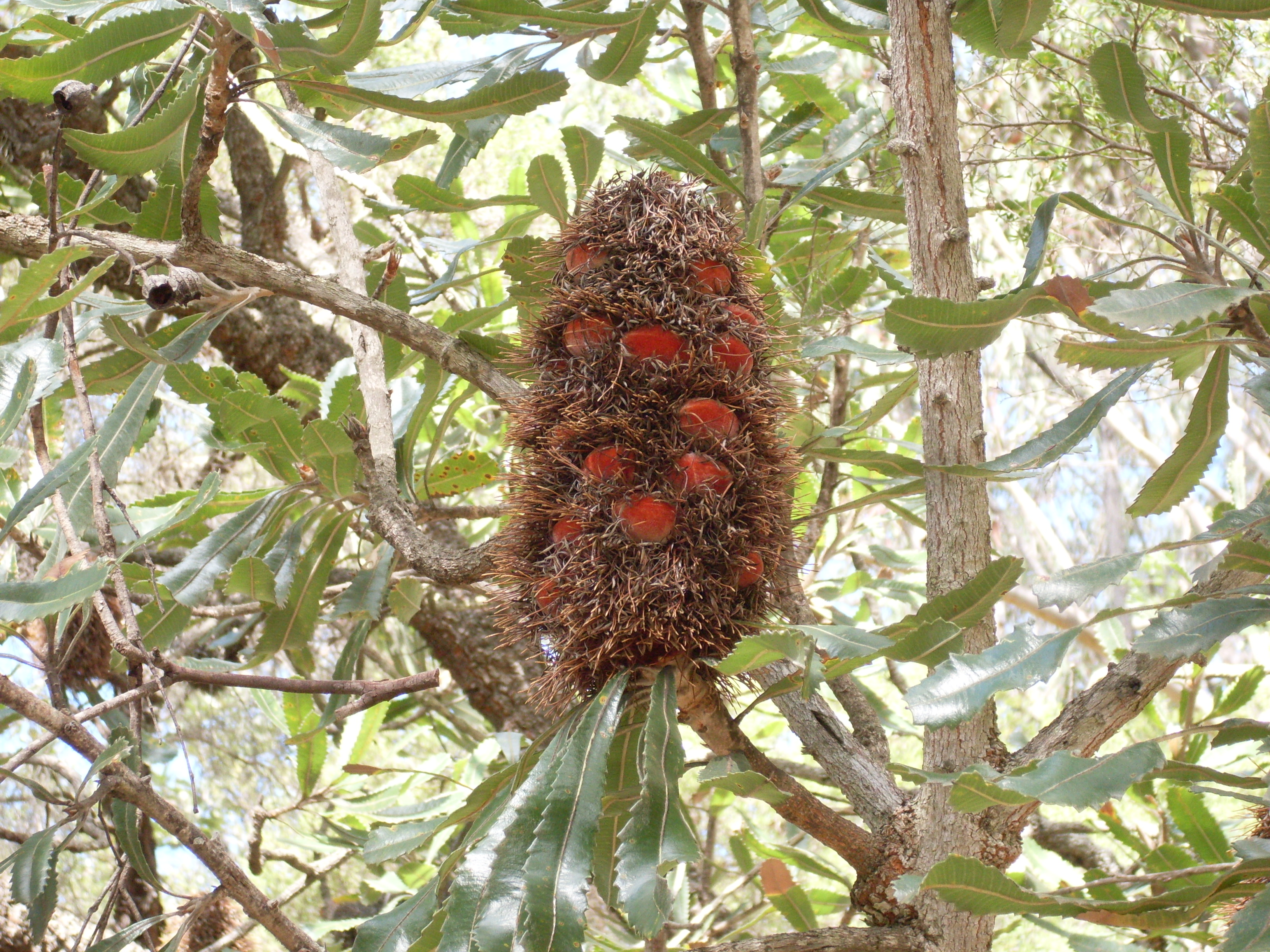 australia-april-proteaceae-858768-o.jpg