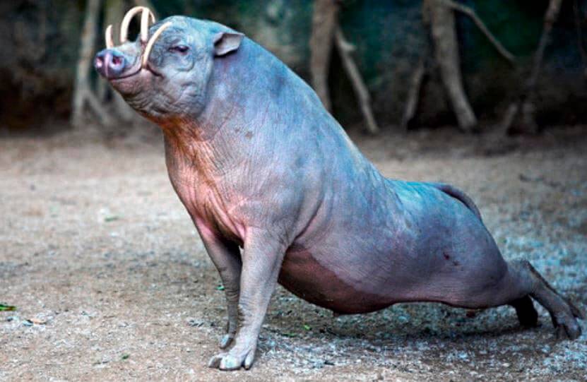 babiruss-potyagivaetsya.jpg