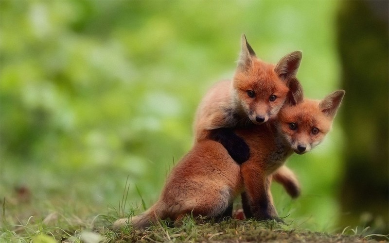 baby-fox-kit.jpg