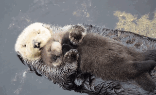 baby-otter-sleeps-mother-belly-monterey-bay-aquarium-gif-3.gif