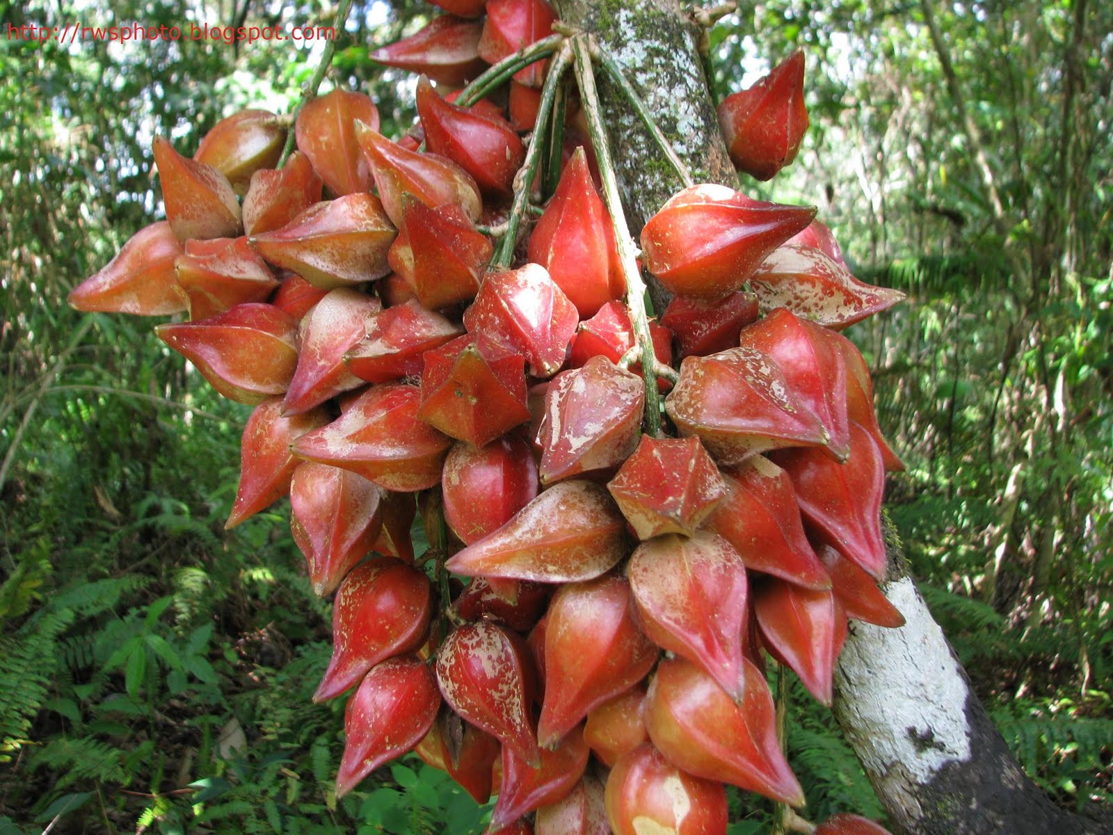 Baccaurea-angulata-belimbing-merah-3.jpg