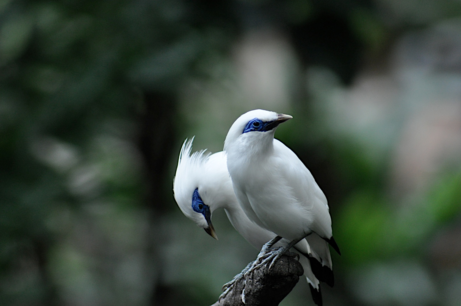 bali-mynah.jpg