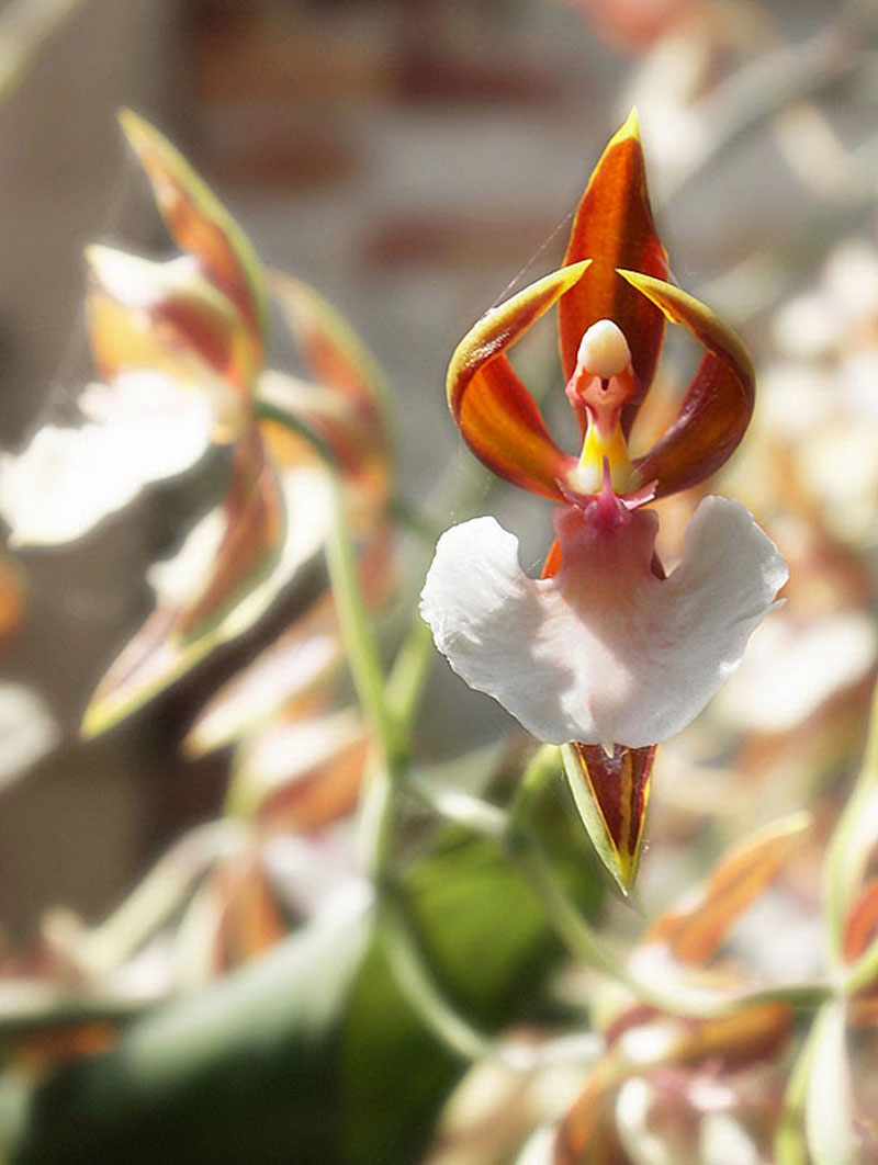 ballerina-orchid.jpg