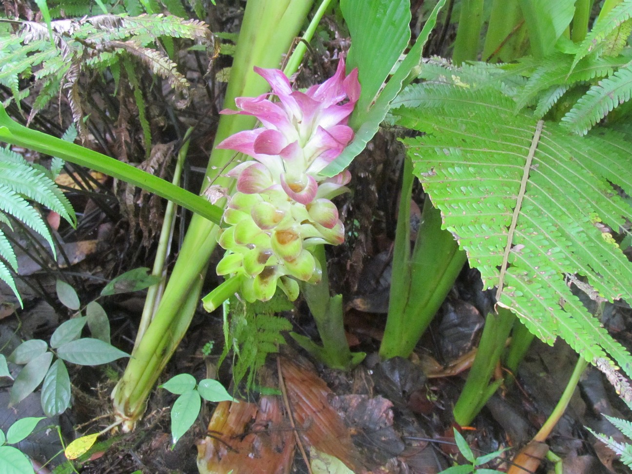 bamboo-flower.jpg