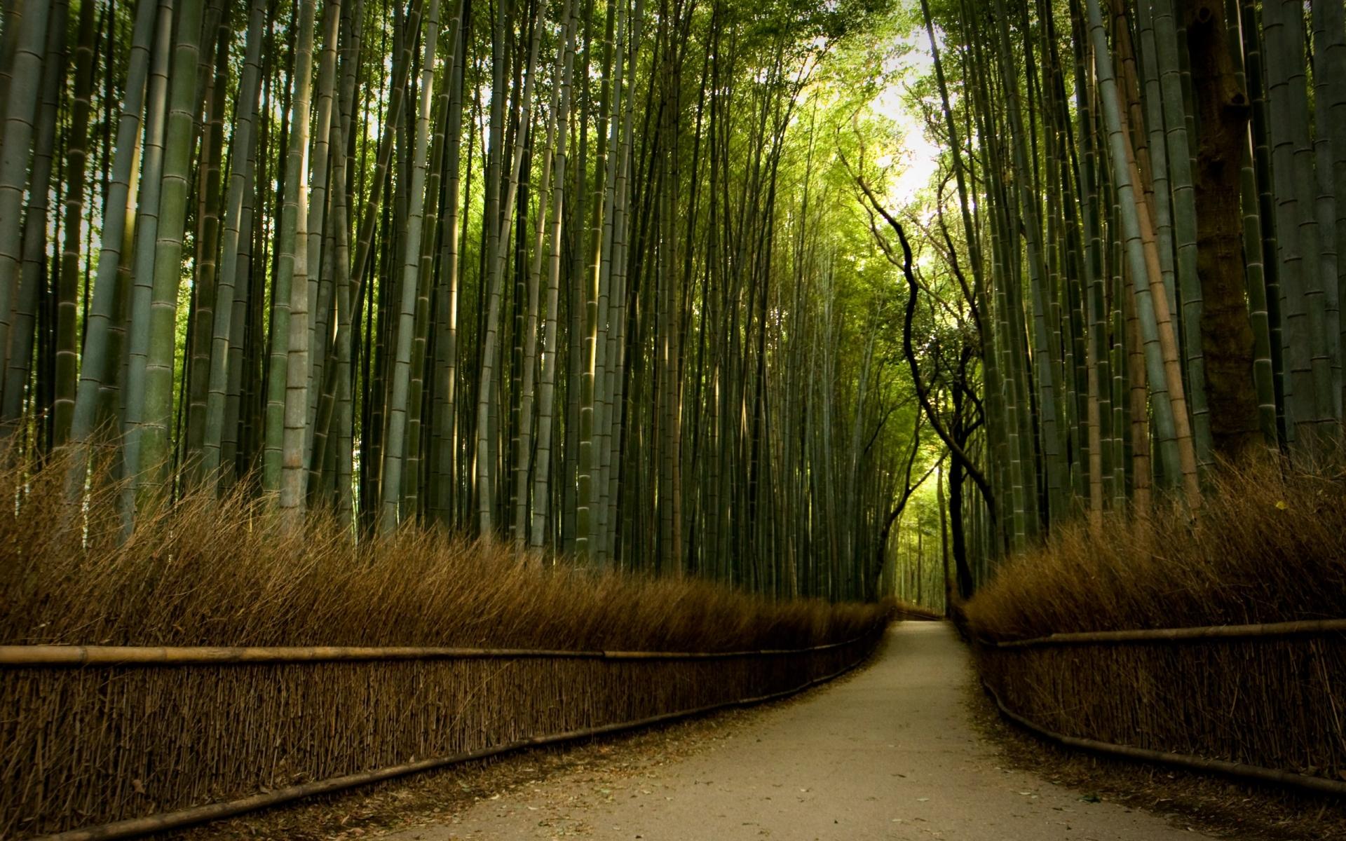 bamboo_forest_pathway.jpg