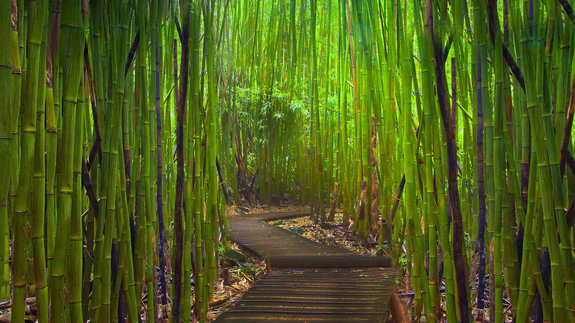 bamboo_maze.jpg