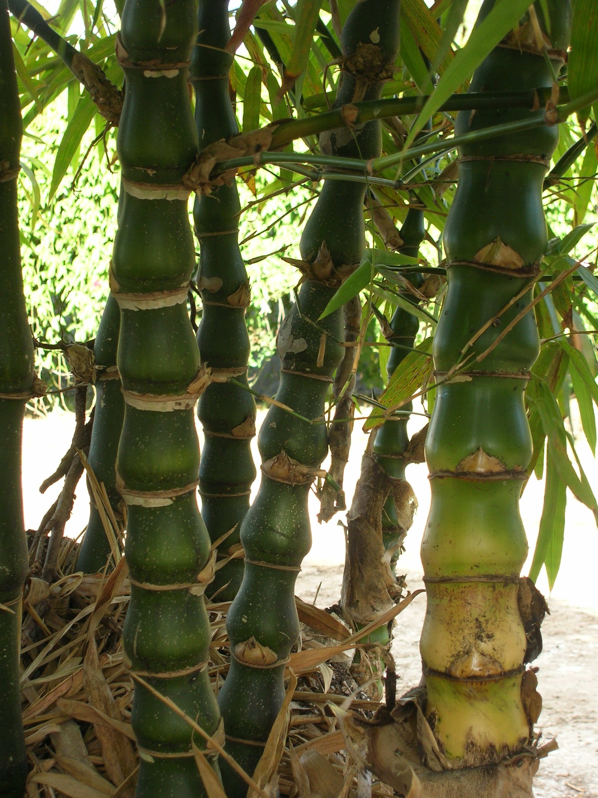 Bambusa-vulgaris-Wamin-Wamin-Bamboo3.jpg