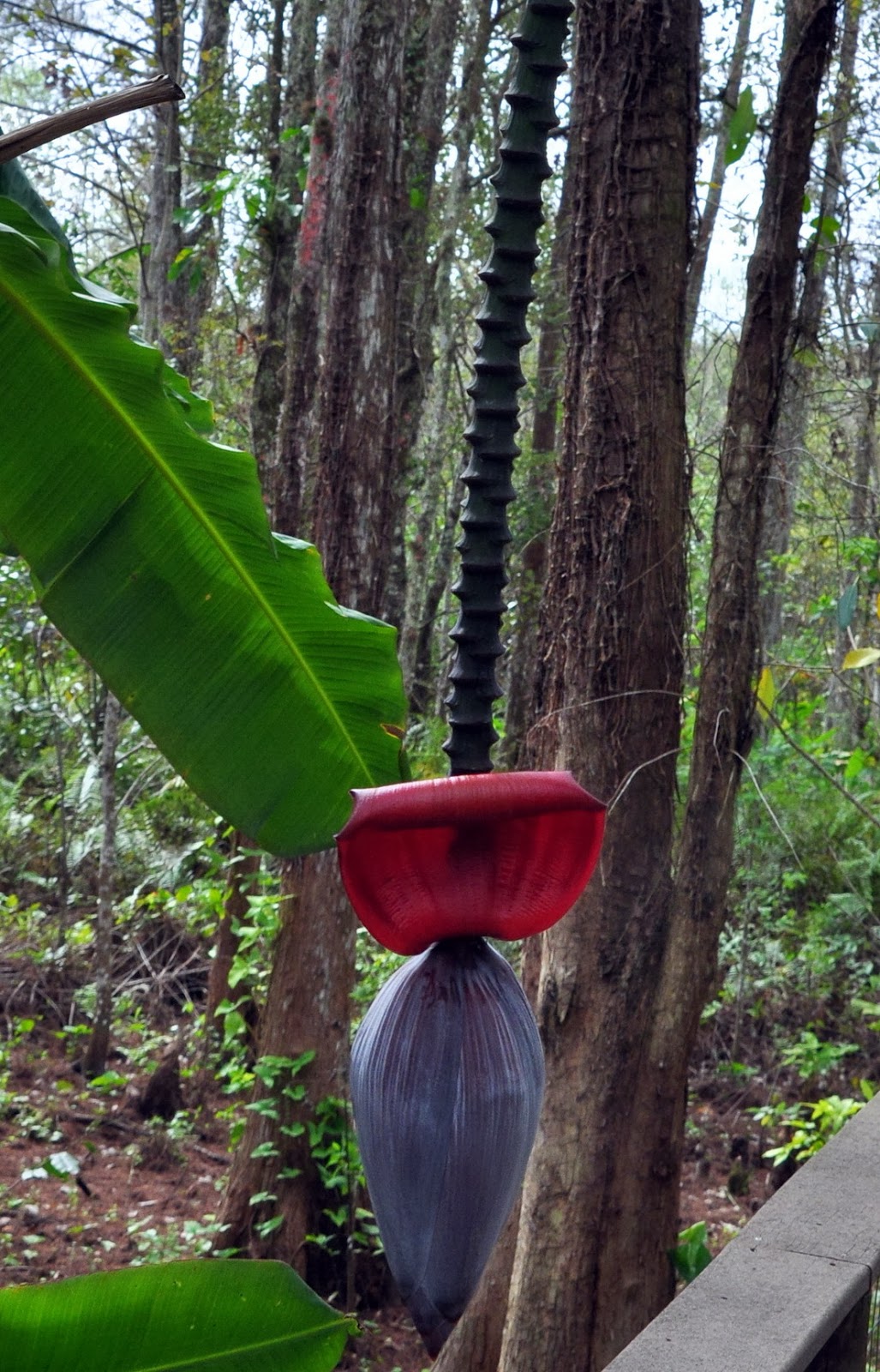 Banana Tree Flower blossom.jpg