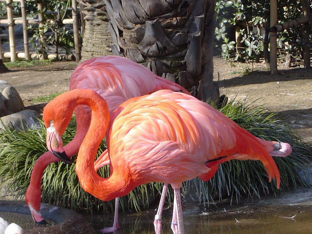 Bankoboev.Ru_flamingo.jpg
