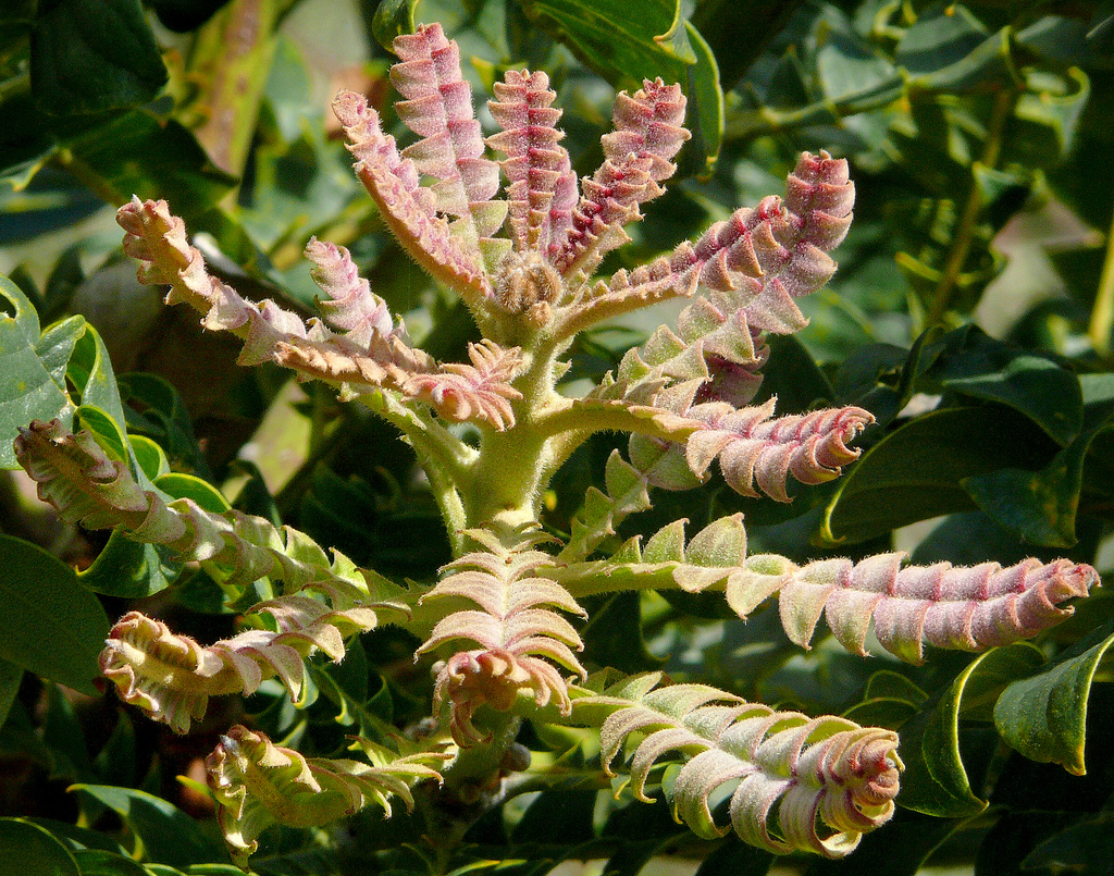 banksia-grandis-by-James-Gaither.jpg