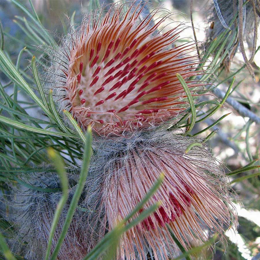 banksia-splendida.jpg