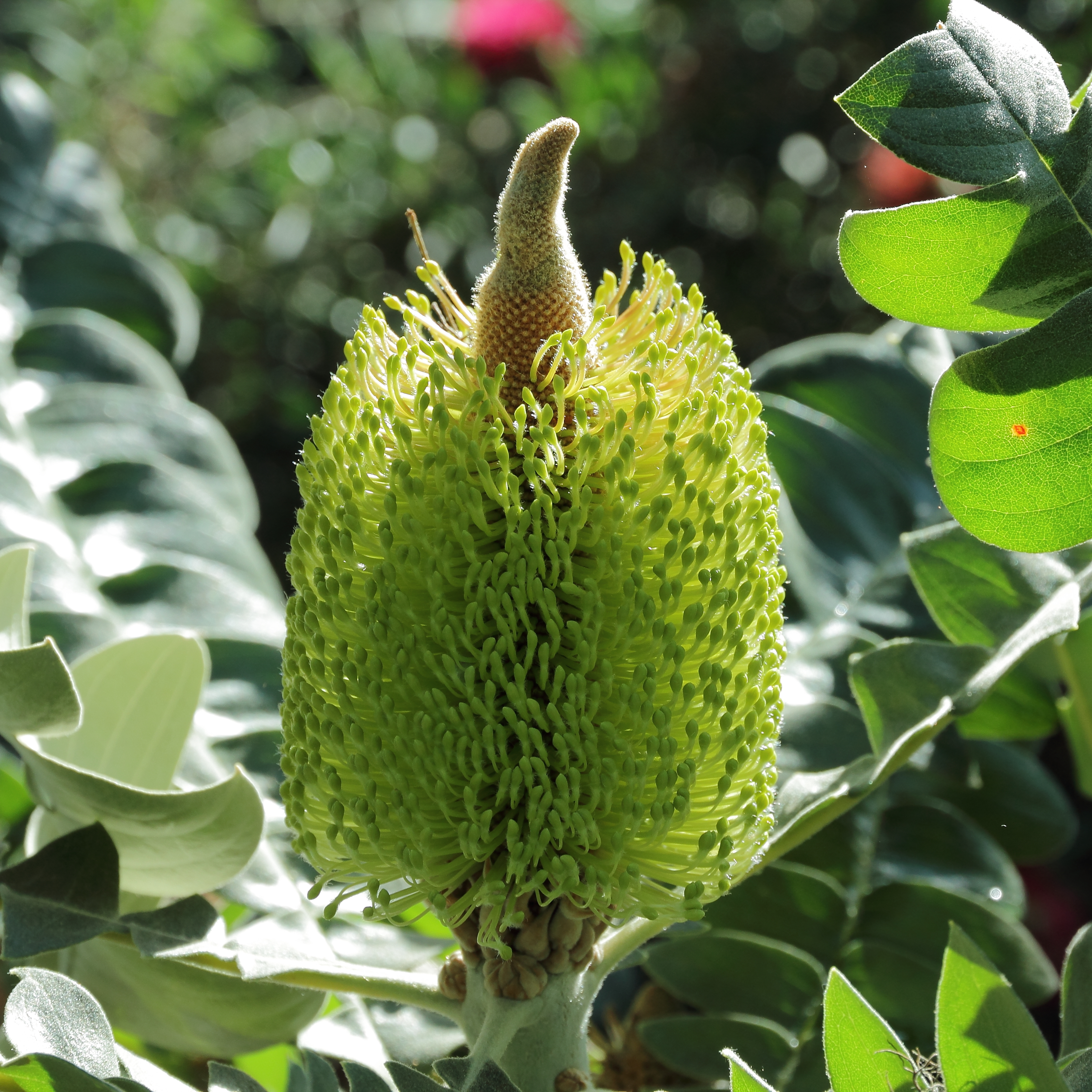 Banksia_grandis-IMG_0178.jpg