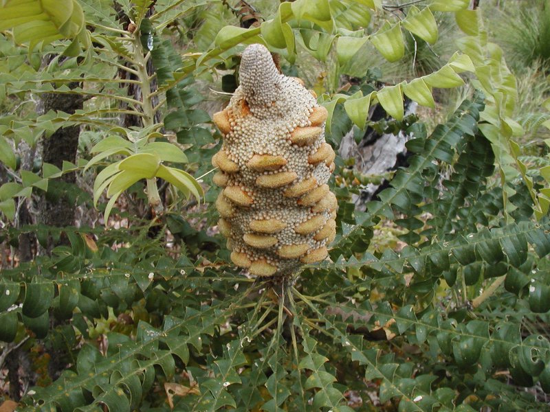 Banksia_grandis_margaret_river2_email.jpg