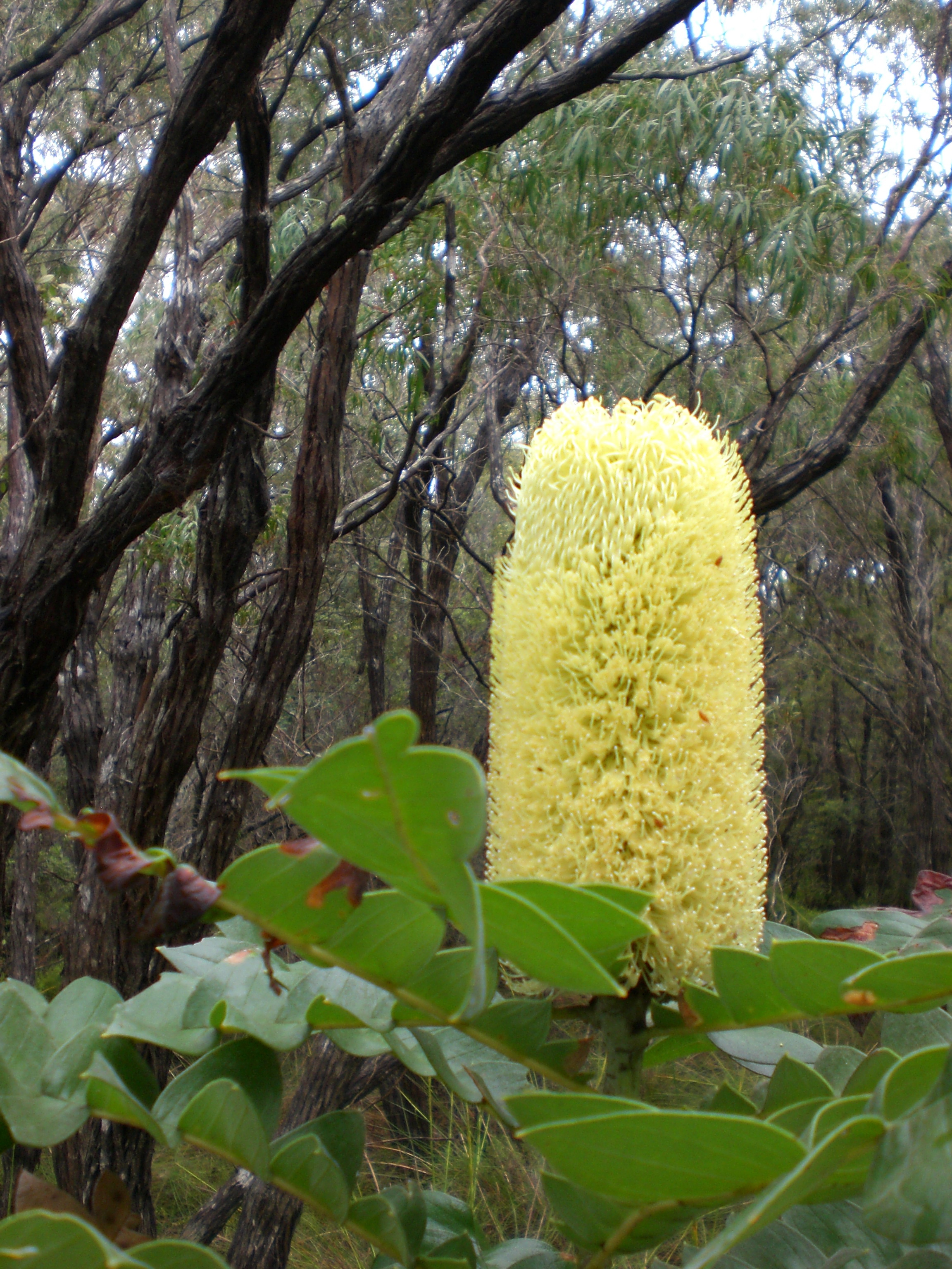 Banksia_grandis_Torrindup_2.jpg