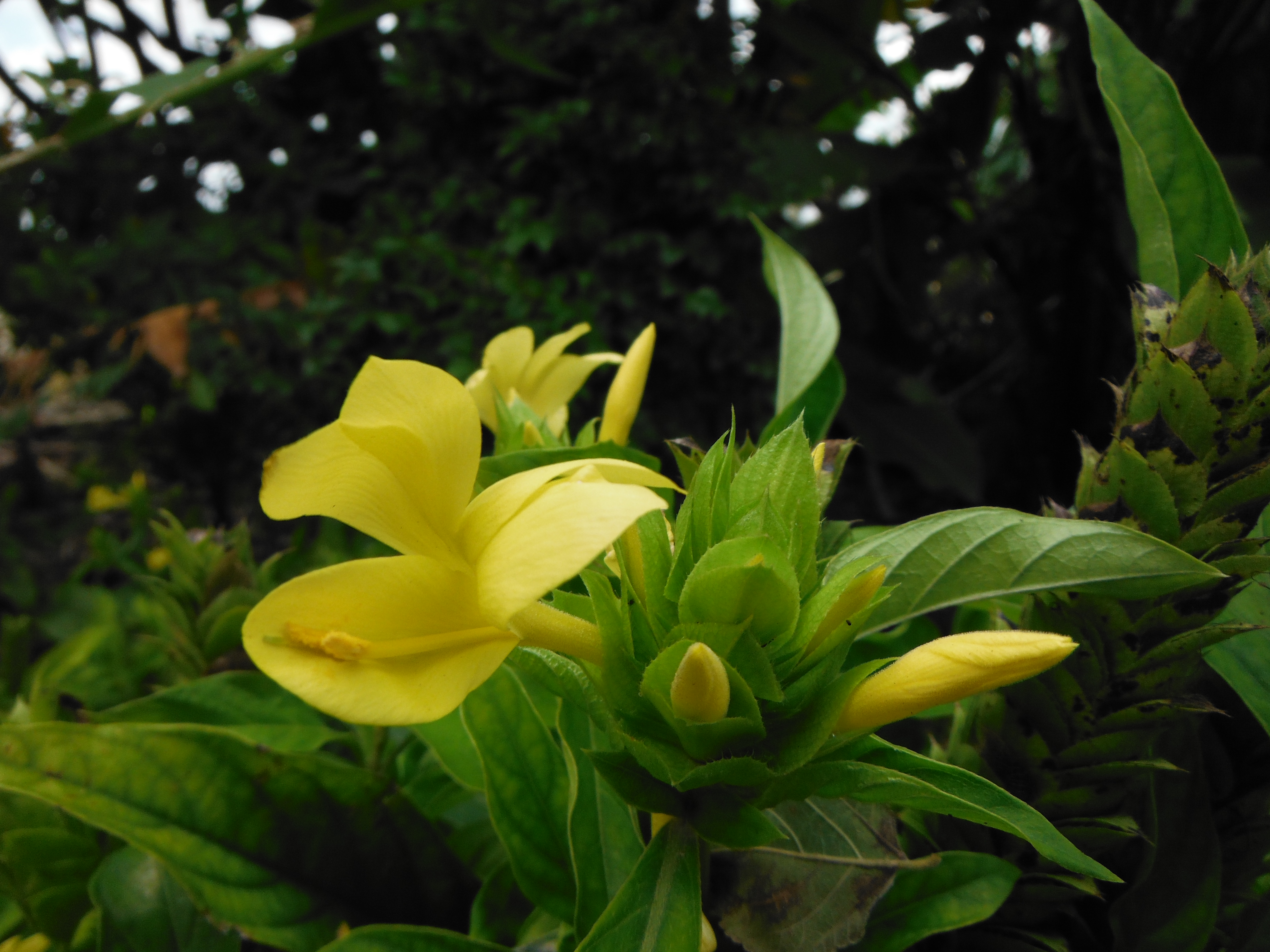 Barleria-micansYellow-Barleria1.jpg