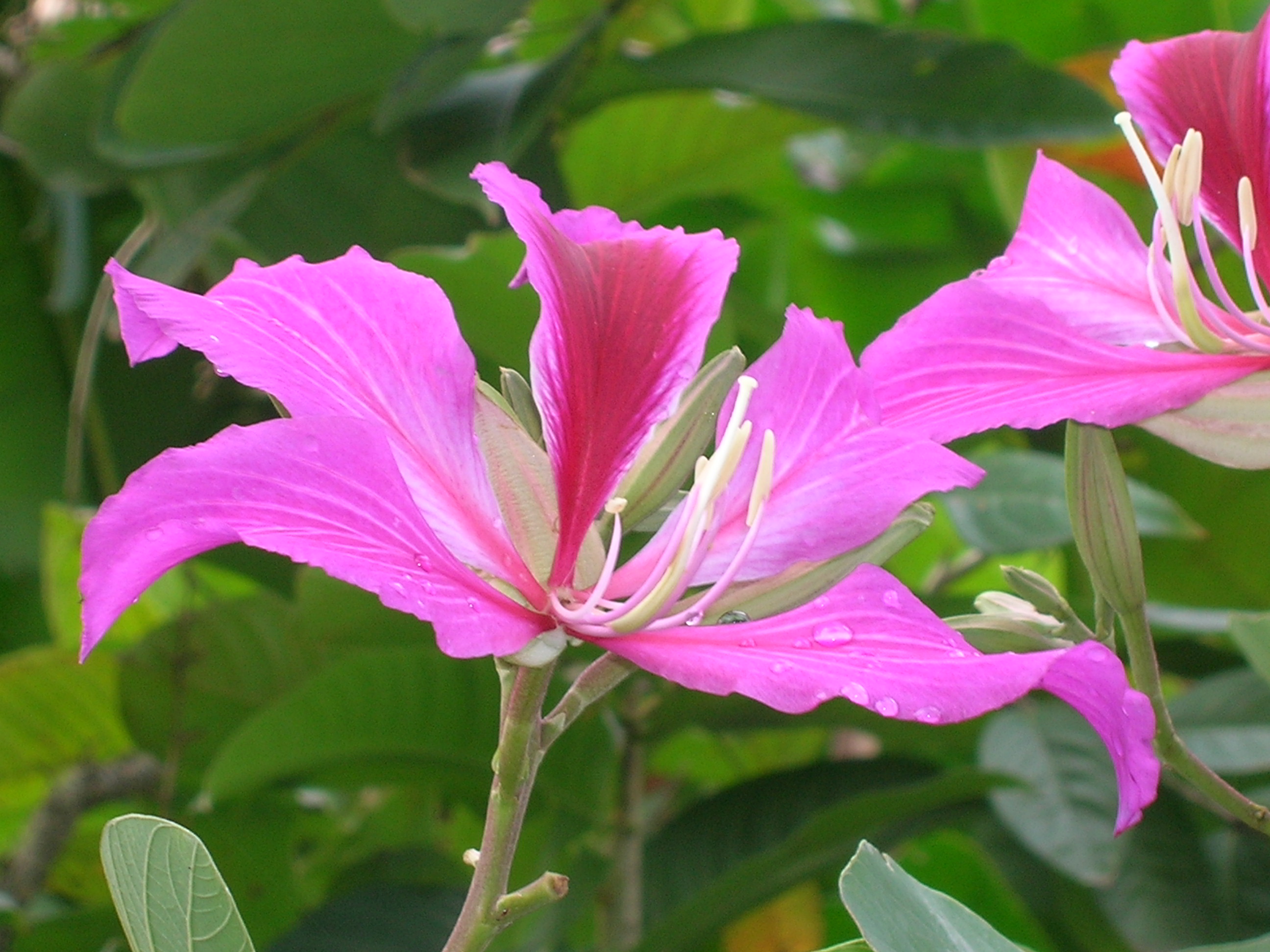 Bauhinia-blakeana-Orchid-Tree4.jpg